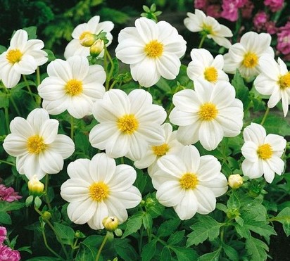 Георгина Миньон белая